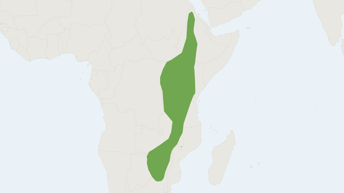 Range map of the African Giant Free-tailed Bat (Tadarida ventralis)