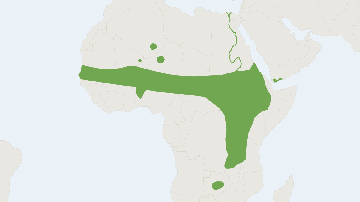 Range map of the African Grass Rat (Arvicanthis niloticus) covering Chad, Egypt and Ethiopia
