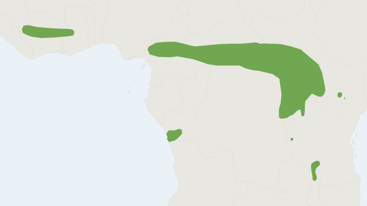 Range map of the African Groove-toothed Rat (Mylomys dybowskii)