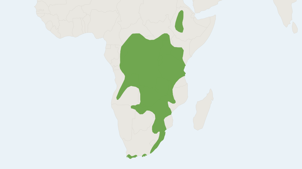 Range map of the African Marsh Rat (Dasymys incomtus)