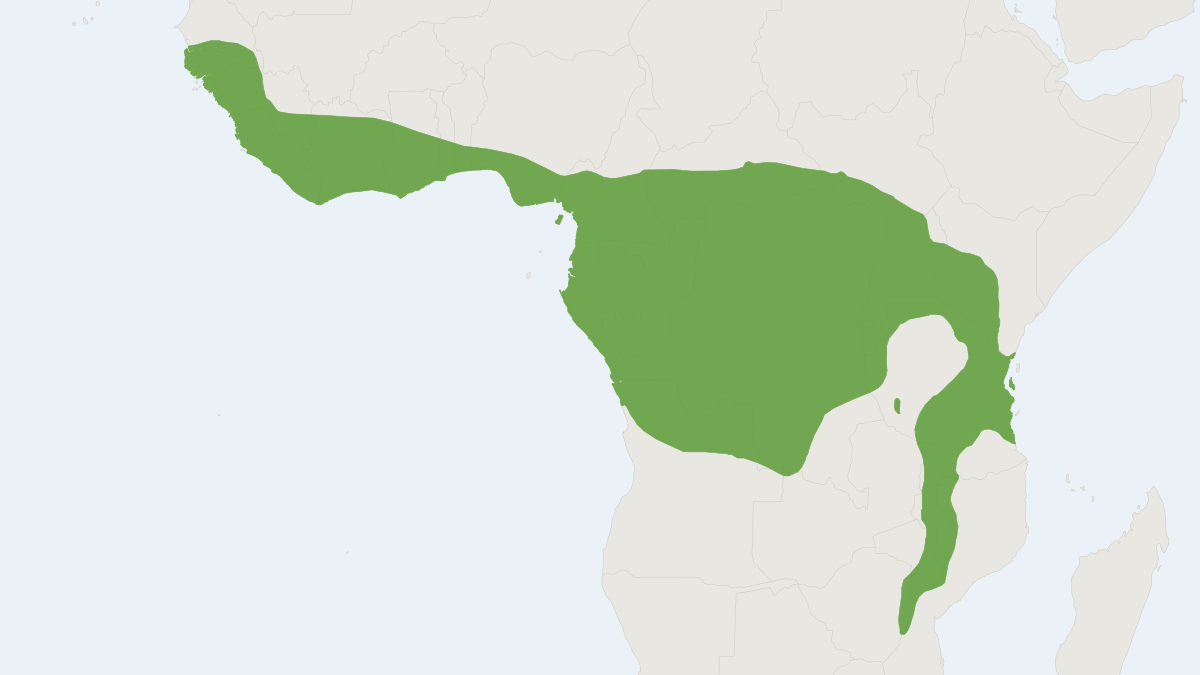 Range map of the African Palm Civet (Nandinia binotata)