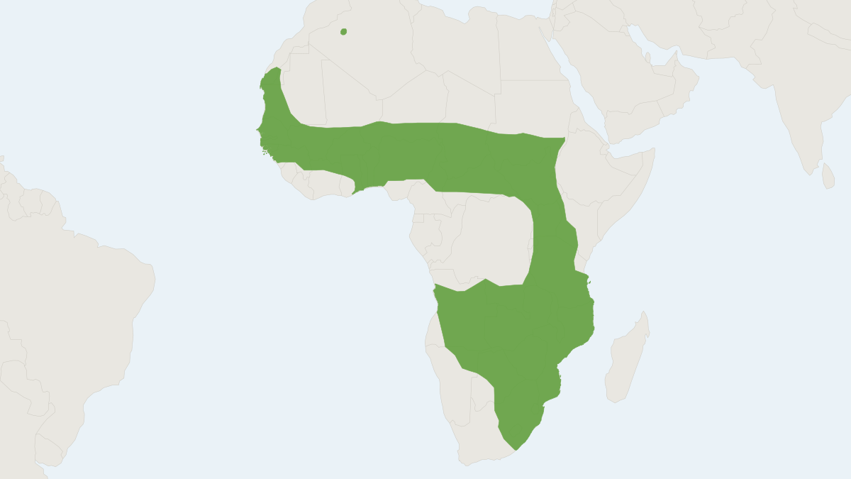 Range map of the African Savanna Hare (Lepus victoriae)