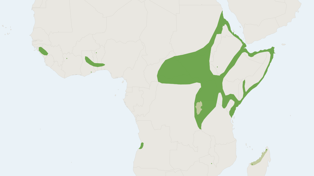 Range map of the African Sheath-tailed Bat (Coleura afra) covering Ethiopia, Kenya and Nigeria