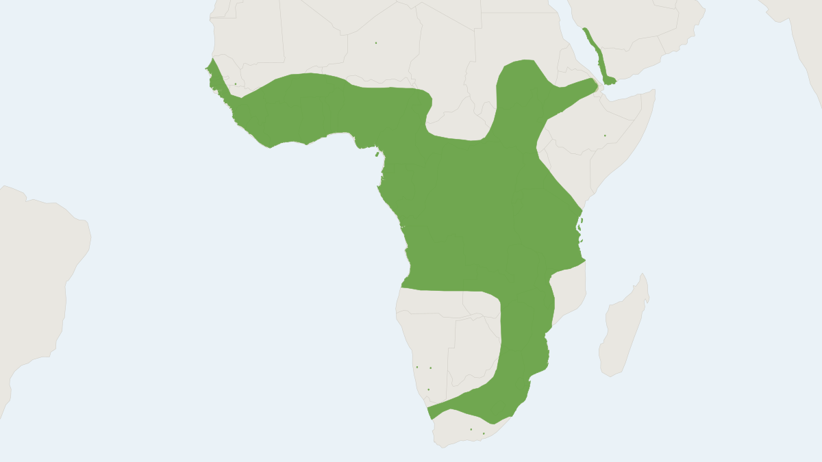 Range map of the African Straw-coloured Fruit-bat (Eidolon helvum)