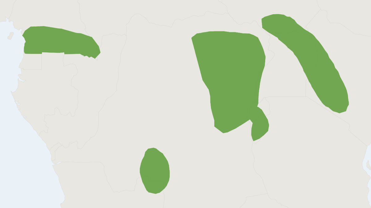 Range map of the African Wading Rat (Colomys goslingi) covering Cameroon, Democratic Republic of the Congo and Gabon