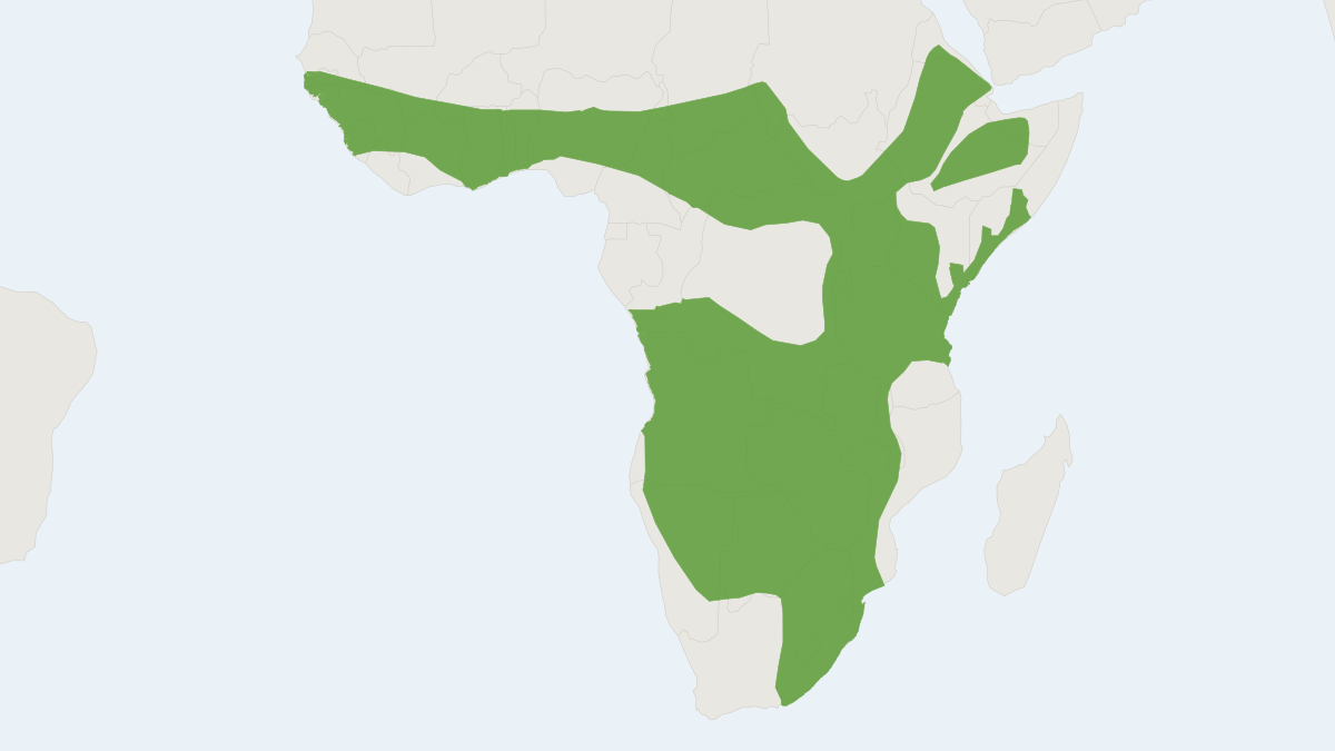 Range map of the African Yellow Bat (Scotophilus dinganii)