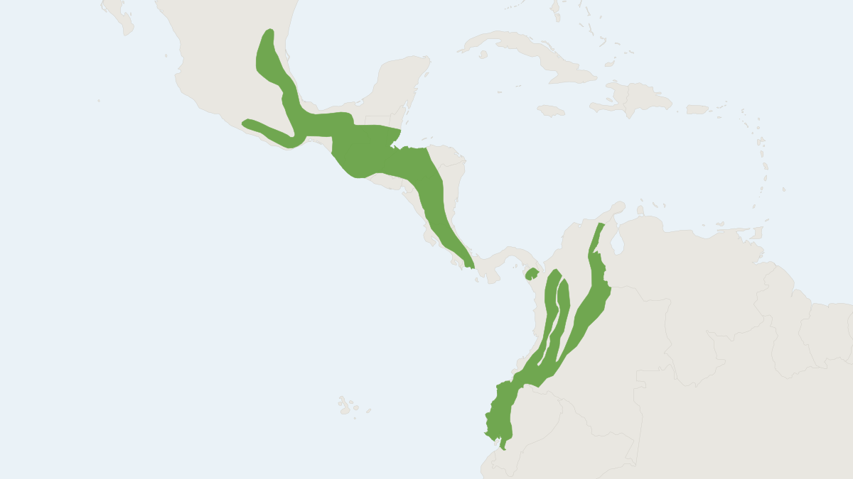 Range map of the Alfaro's Rice Rat (Casiomys alfaroi)