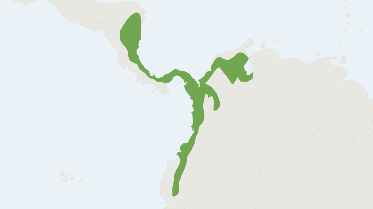 Range map of the Alfaro's Rice Water Rat (Sigmodontomys alfari)