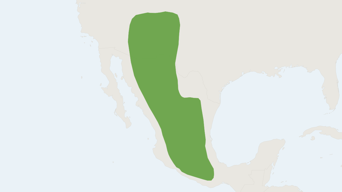Range map of the Allen's Big-eared Bat (Idionycteris phyllotis)