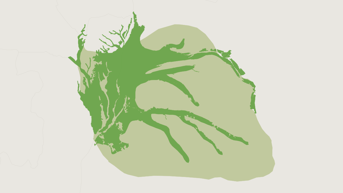 Range map of the Allen's Swamp Monkey (Allenopithecus nigroviridis) covering Central African Republic and Democratic Republic