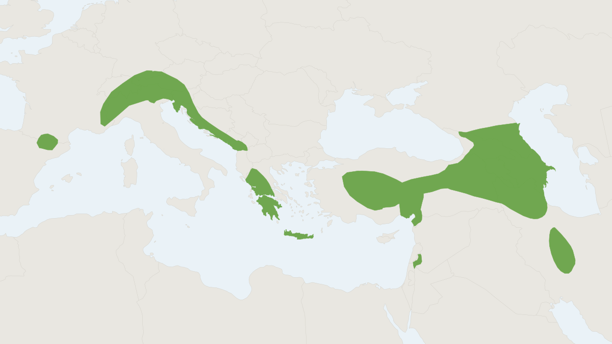 Range map of the Alpine Long-eared Bat (Plecotus macrobullaris)