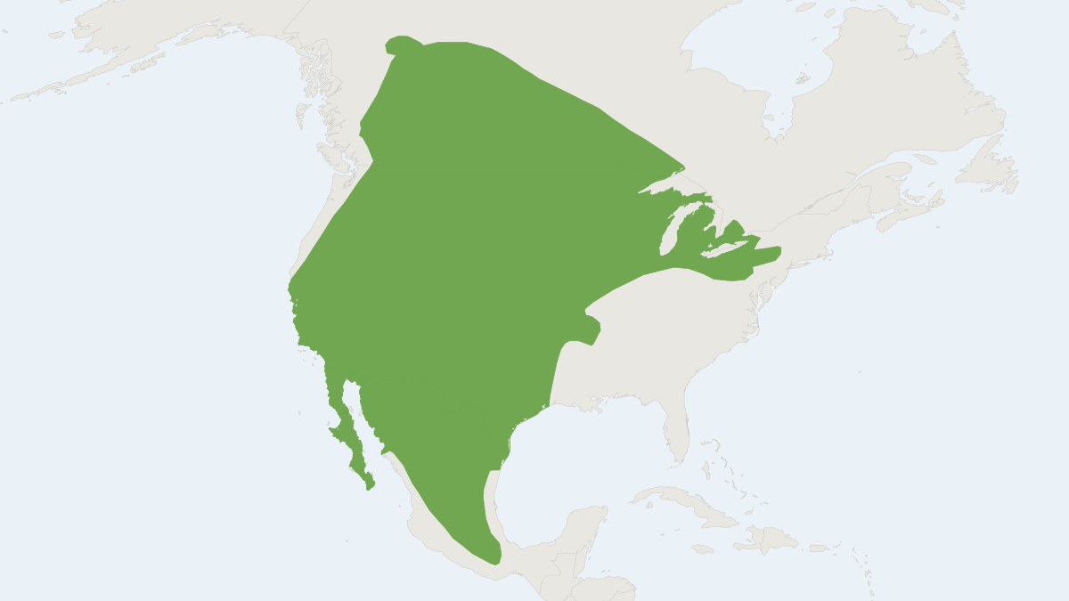 Range map of the American Badger (Taxidea taxus) covering Canada, Mexico and United States