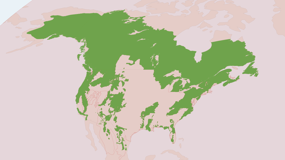 Range map of the American Black Bear (Ursus americanus) covering Canada, Mexico and United States