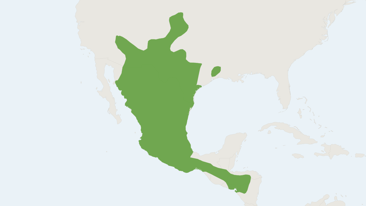 Range map of the American Hog-nosed Skunk (Conepatus leuconotus)