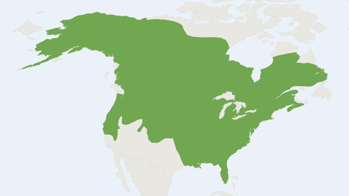 Range map of the American Mink (Neogale vison) covering Argentina, Canada and Chile