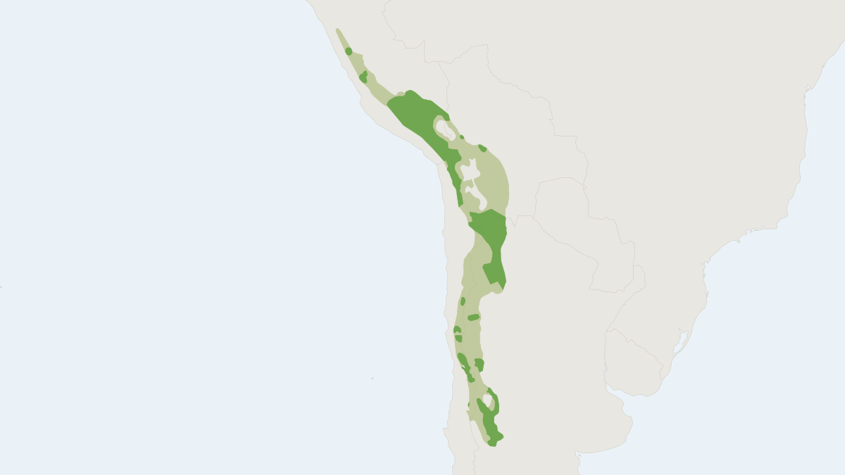Range map of the Andean Cat (Leopardus jacobita)