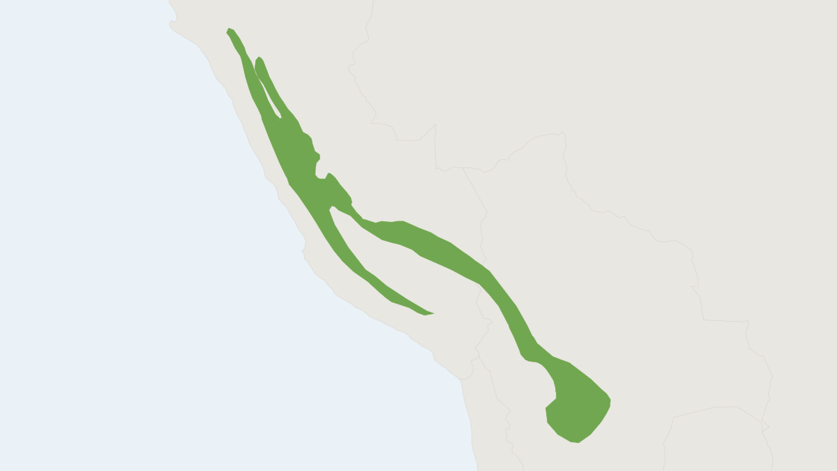 Range map of the Andean Pygmy Rice Rat (Oligoryzomys andinus)
