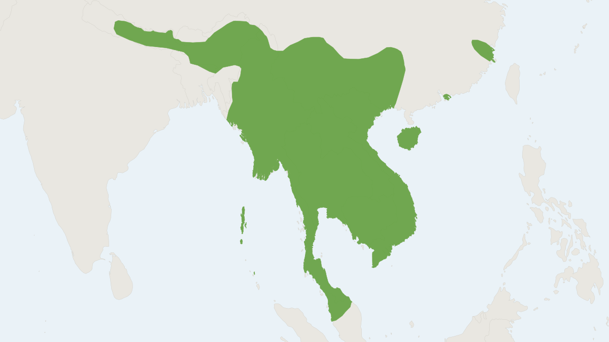 Range map of the Andersen’s Roundleaf Bat (Hipposideros gentilis)
