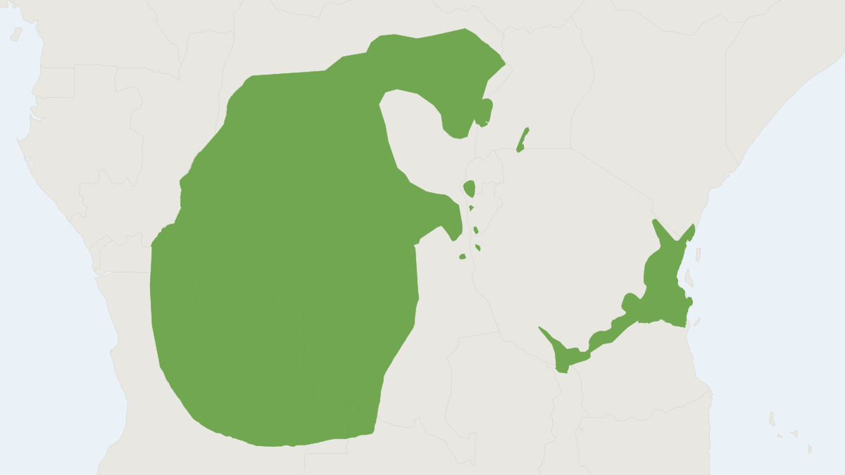 Range map of the Angolan Colobus (Colobus angolensis) covering Angola, Burundi and Democratic Republic of the Congo