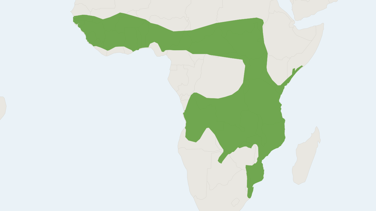 Range map of the Angolan Free-tailed Bat (Mops condylurus)