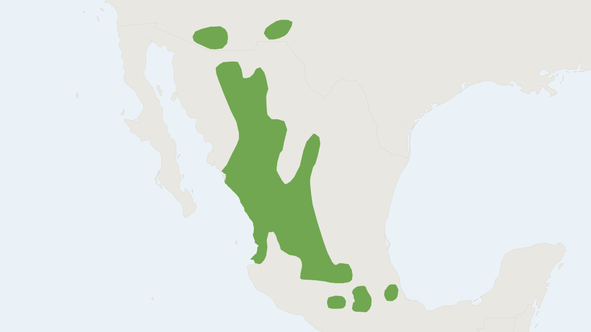 Range map of the Animas Mountains Pocket Gopher (Thomomys umbrinus)