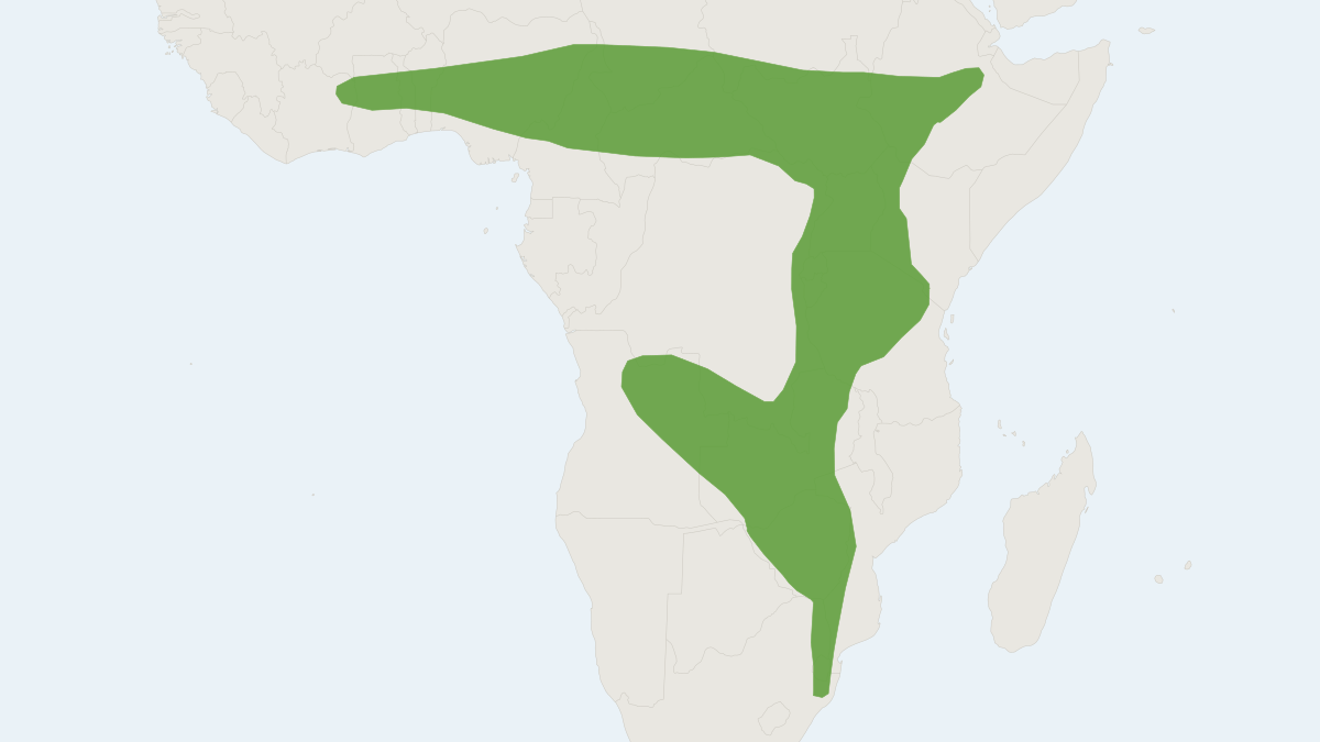 Range map of the Ansorge's Free-tailed Bat (Mops ansorgei) covering Angola, Democratic Republic of the Congo and Malawi