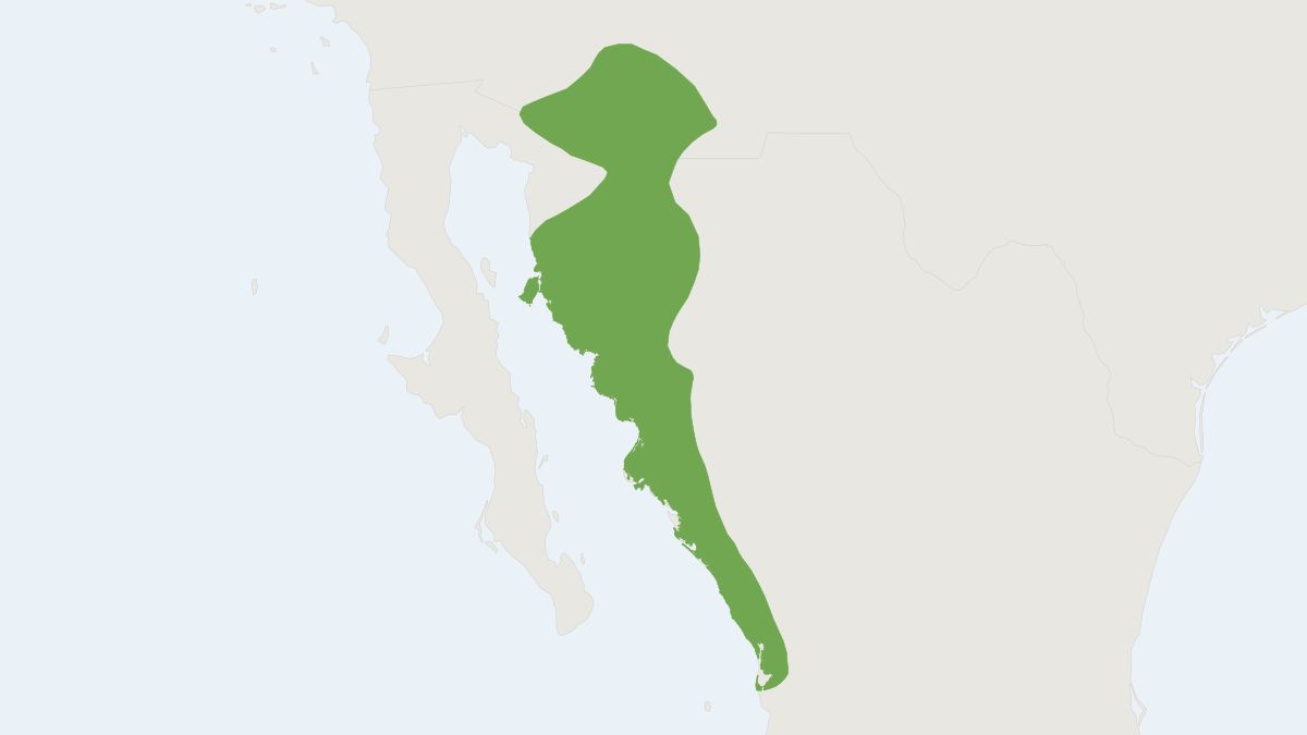 Range map of the Antelope Jackrabbit (Lepus alleni)