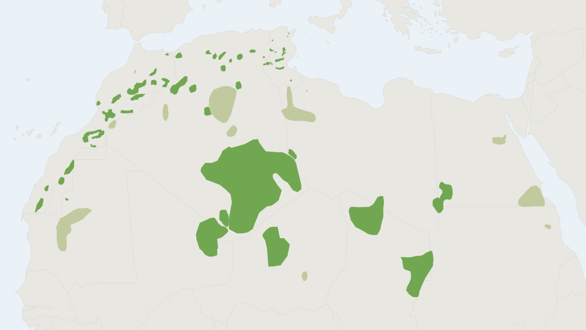 Range map of the Aoudad (Ammotragus lervia) covering Algeria, Chad and Egypt