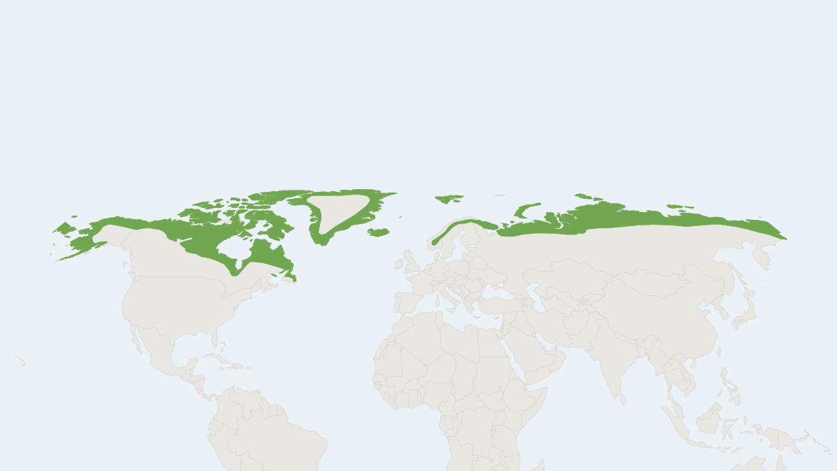 Range map of the Arctic Fox (Vulpes lagopus) covering Canada, Finland and Greenland