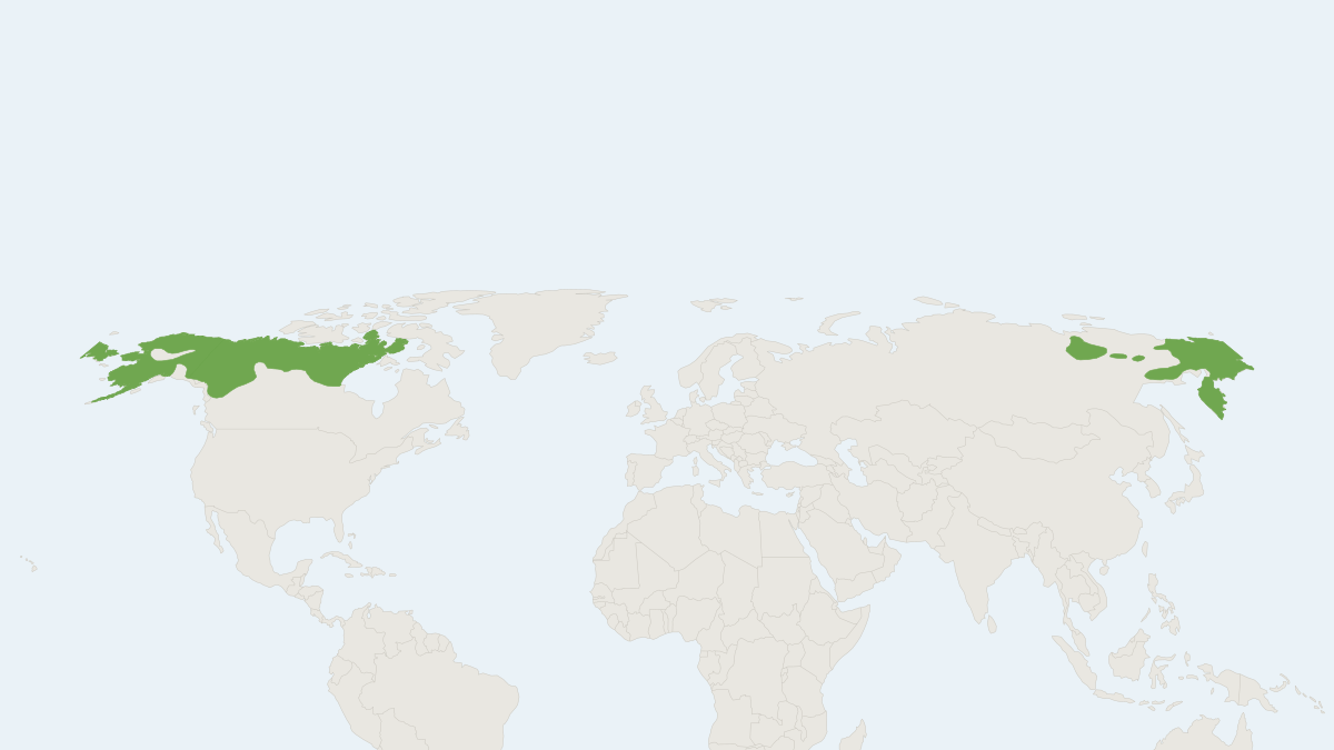 Range map of the Arctic Ground Squirrel (Urocitellus parryii)