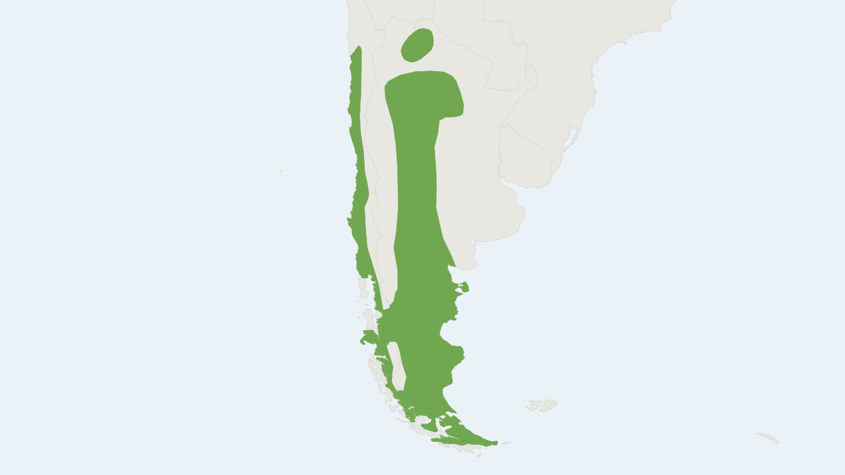 Range map of the Argentine Gray Fox (Lycalopex griseus)