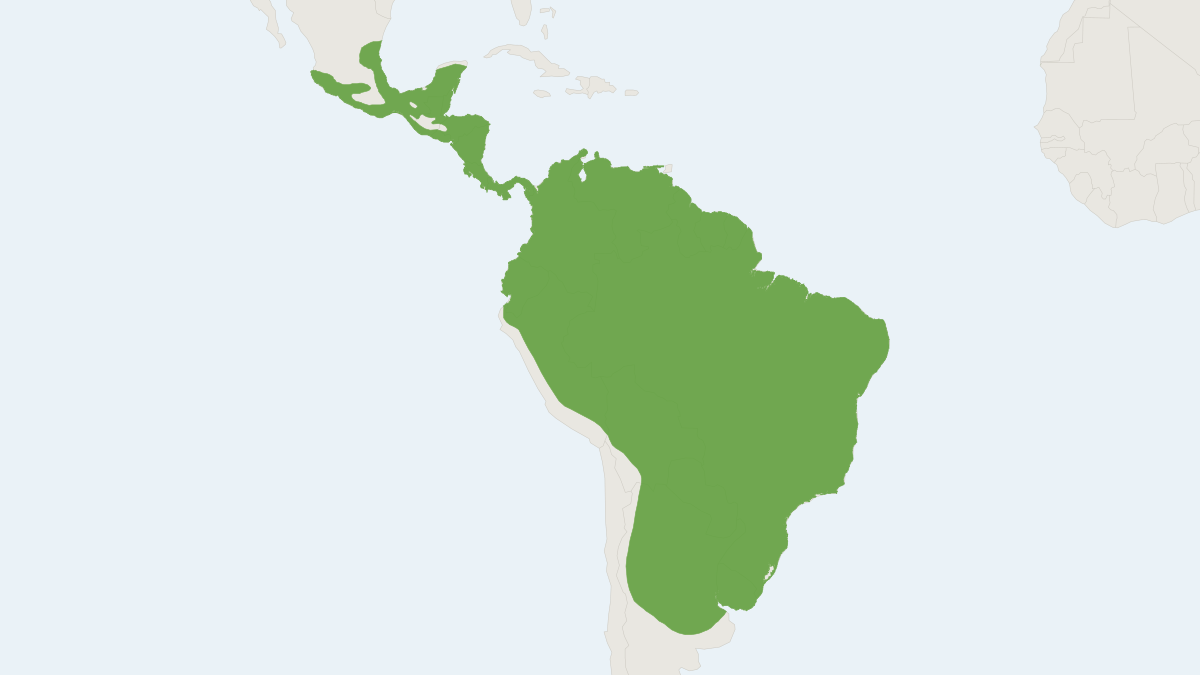 Range map of the Argentine Serotine (Neoeptesicus furinalis)