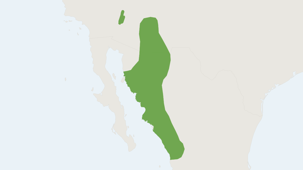 Range map of the Arizona Cotton Rat (Sigmodon arizonae)