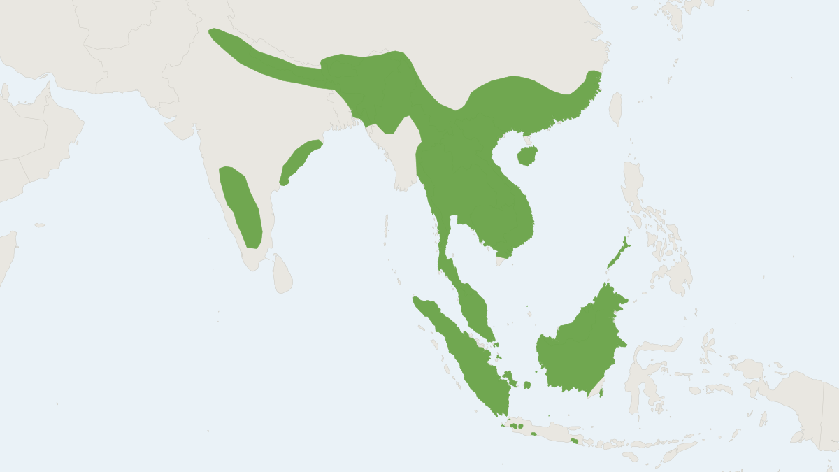 Range map of the Asian Small-clawed Otter (Aonyx cinereus)