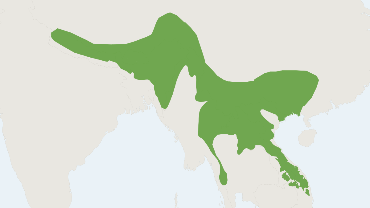 Range map of the Assamese Macaque (Macaca assamensis)