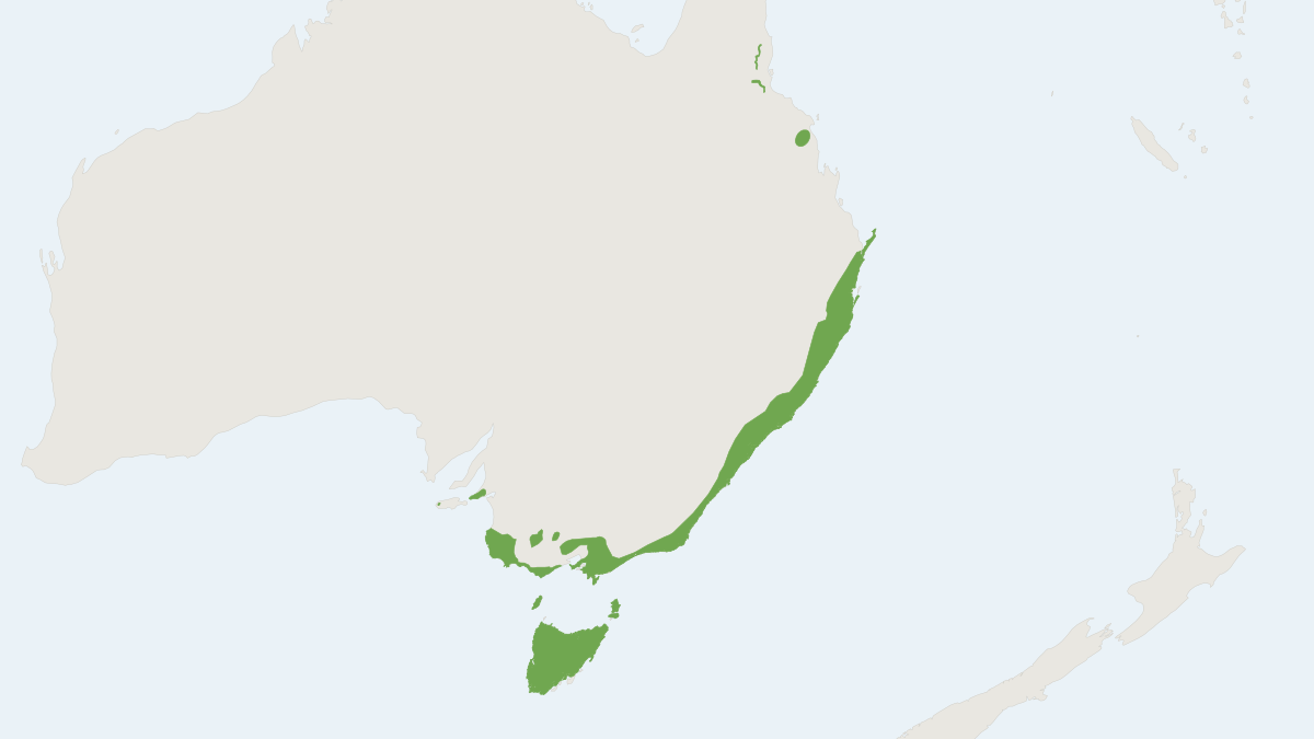 Range map of the Australian Swamp Rat (Rattus lutreolus)
