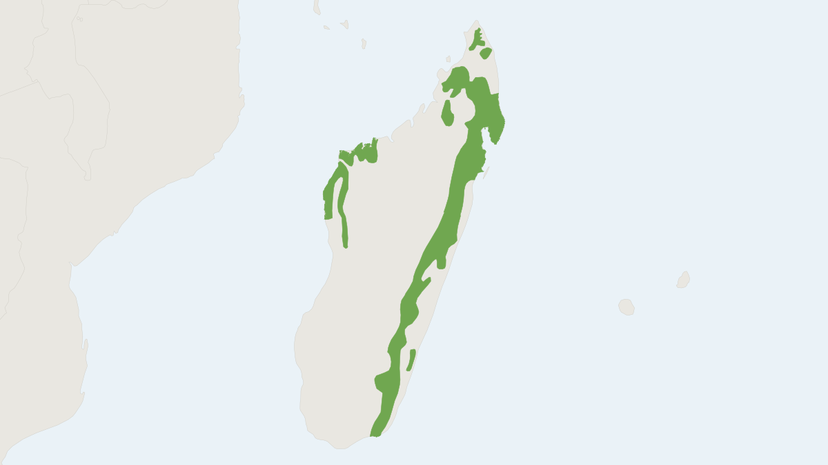 Range map of the Aye-aye (Daubentonia madagascariensis) covering Madagascar