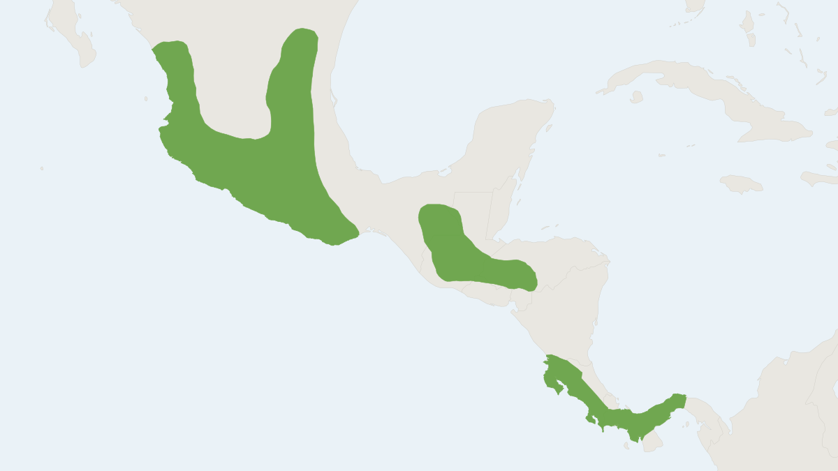 Range map of the Aztec Fruit-eating Bat (Dermanura azteca) covering Belize, Costa Rica and El Salvador