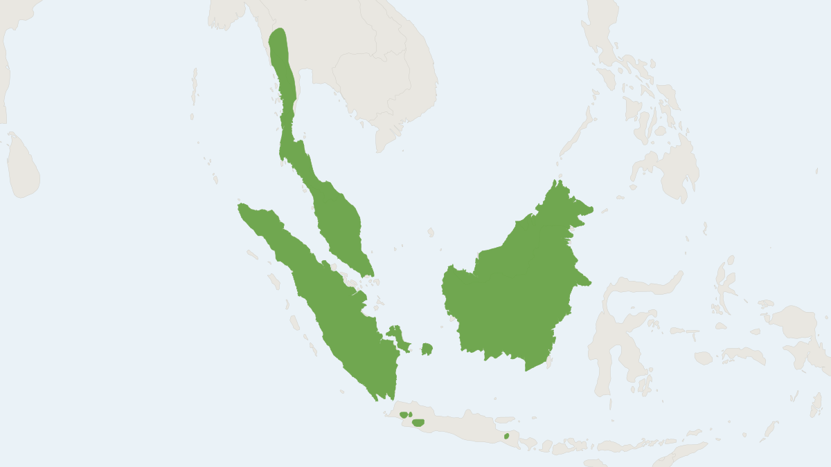 Range map of the Banded Linsang (Prionodon linsang)