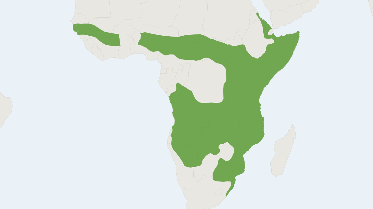 Range map of the Banded Mongoose (Mungos mungo)