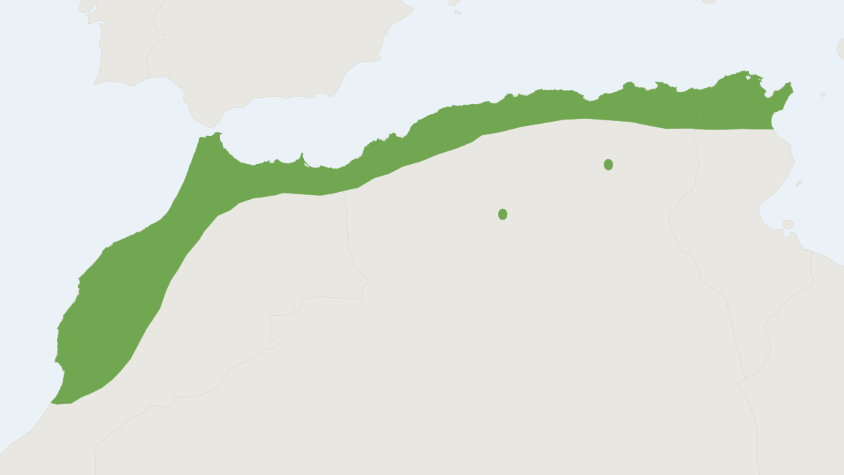 Range map of the Barbary Striped Grass Mouse (Lemniscomys barbarus)