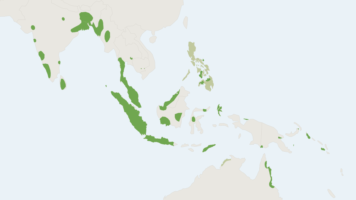 Range map of the Bare-rumped Sheathtail-bat (Saccolaimus saccolaimus)