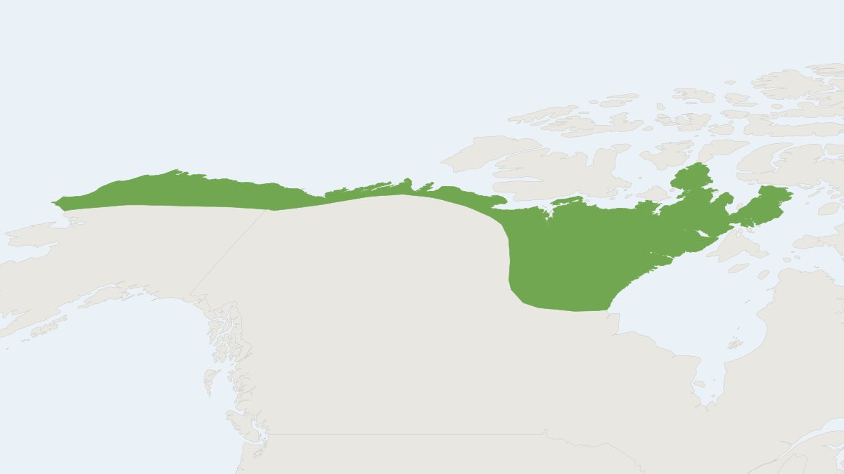 Range map of the Barren Ground Shrew (Sorex ugyunak)