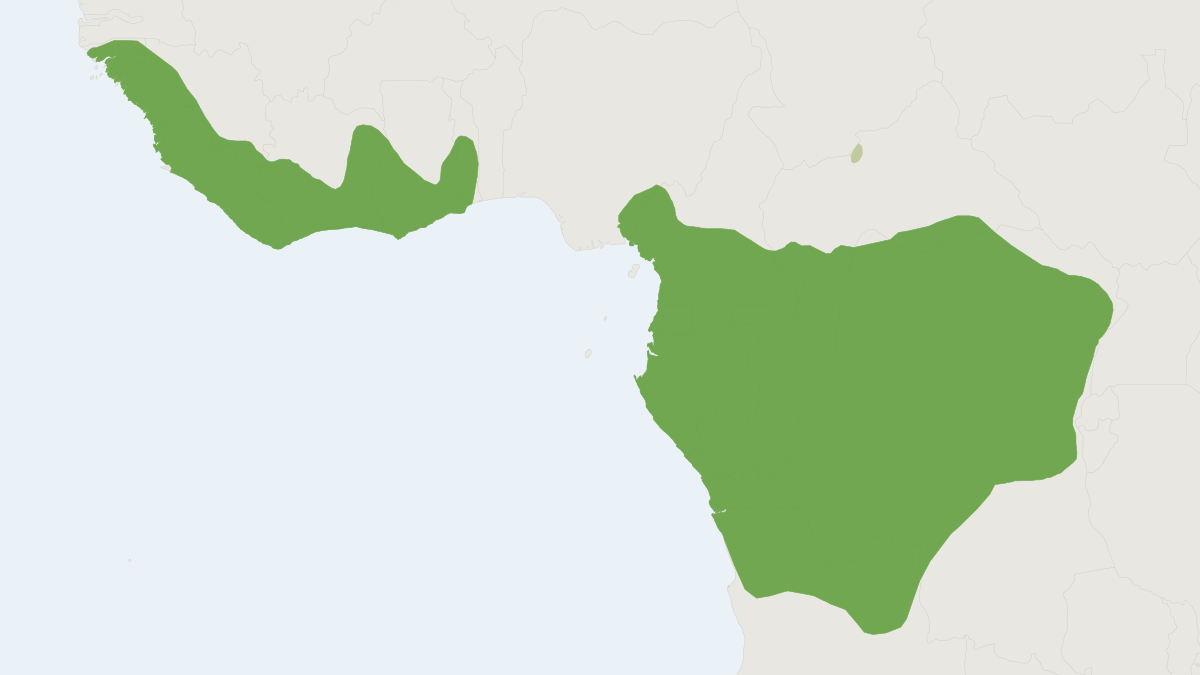 Range map of the Bay Duiker (Cephalophus dorsalis) covering Cameroon, Democratic Republic of the Congo and Equatorial Guinea