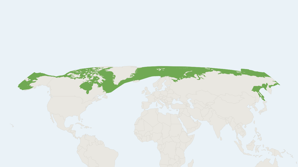 Range map of the Bearded Seal (Erignathus barbatus)
