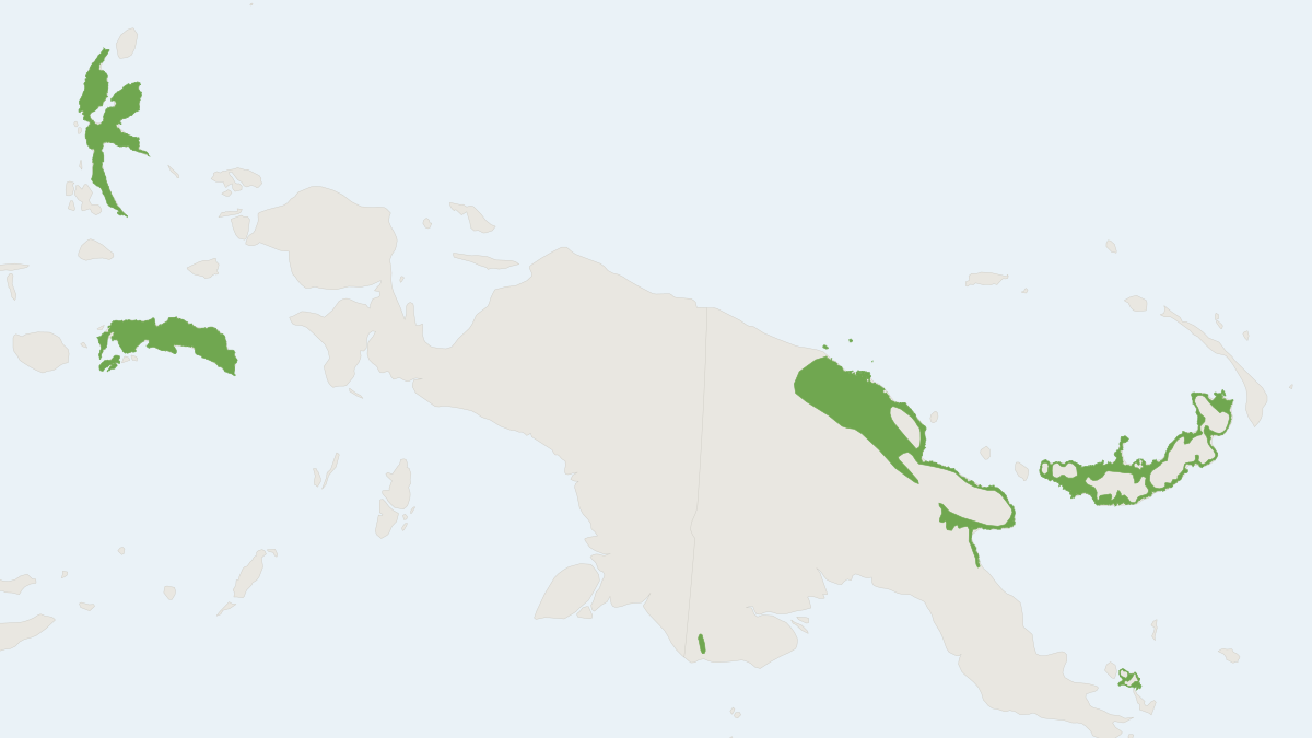 Range map of the Beccari's Free-tailed Bat (Ozimops beccarii)