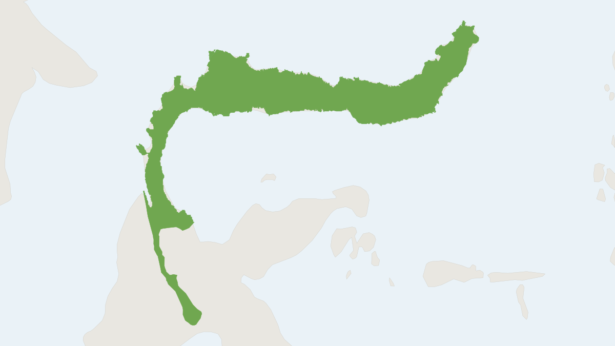 Range map of the Beccari's Margareta Rat (Margaretamys beccarii)