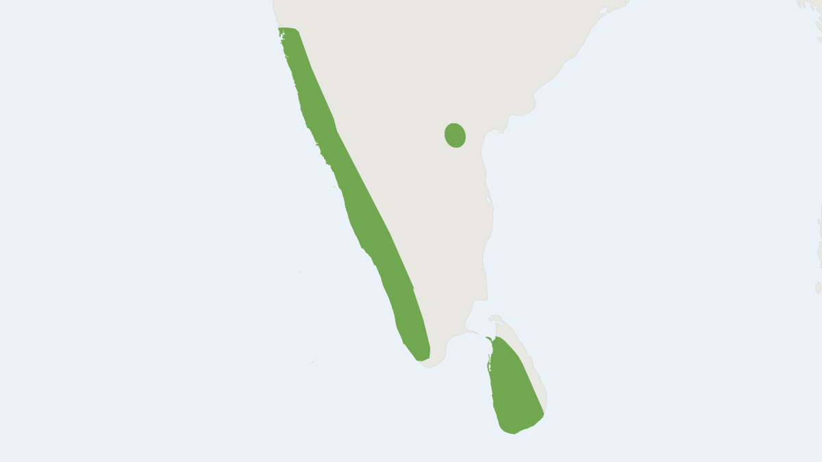 Range map of the Beddome's Horseshoe Bat (Rhinolophus beddomei)