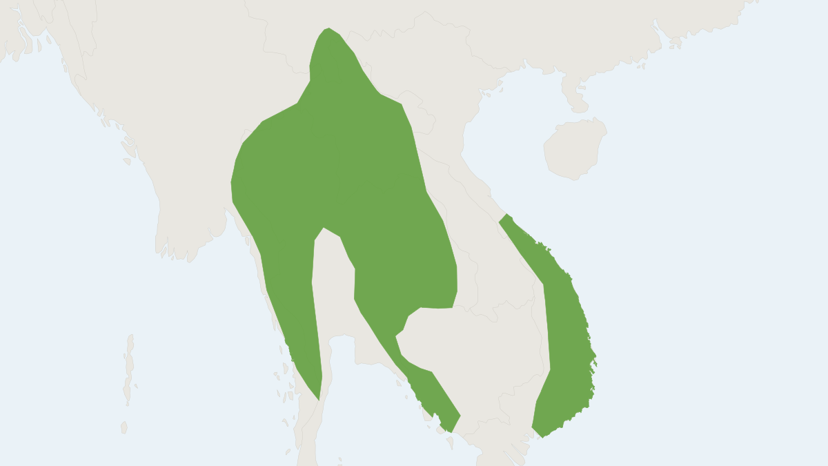 Range map of the Berdmore's Berylmys (Berylmys berdmorei) covering Cambodia, Laos and Myanmar
