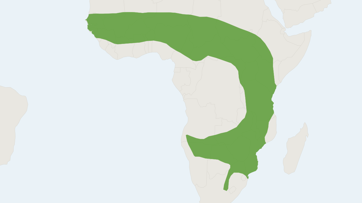 Range map of the Bicolored African White-toothed Shrew (Crocidura fuscomurina)
